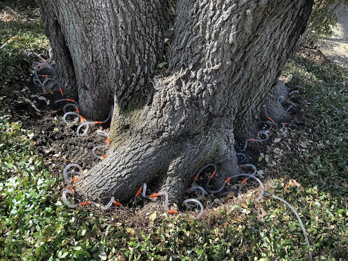Detailed Tree Cabling and Bracing job site in Masontown